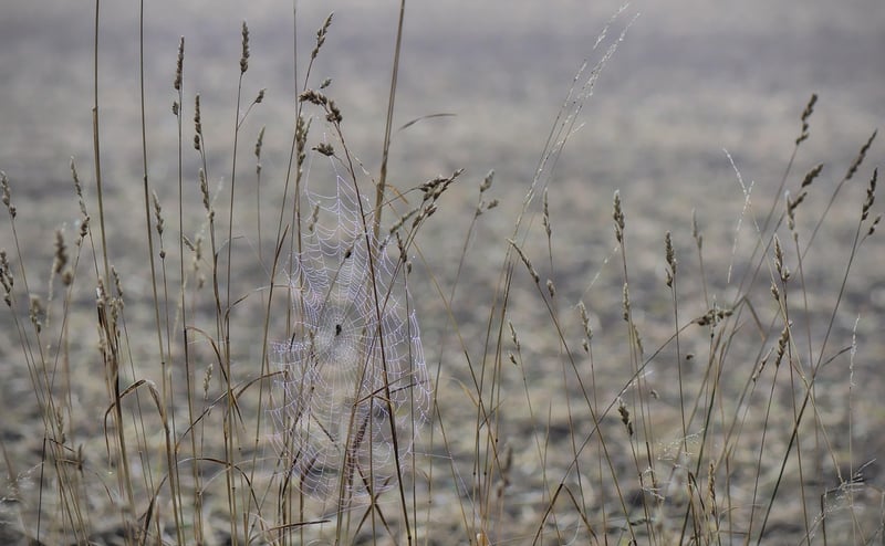 Misting
