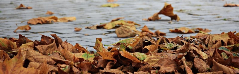 Autumn garden